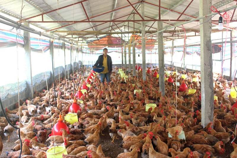 trang trại nuôi gà có nhiều amoniac trong không khí