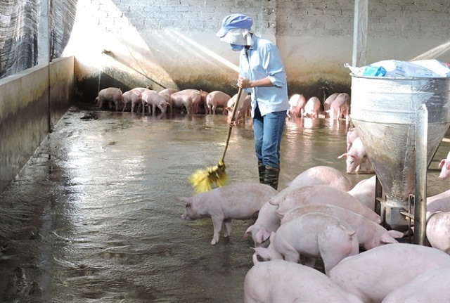 giảm mùi hôi chuồng nuôi, mùi amoniac