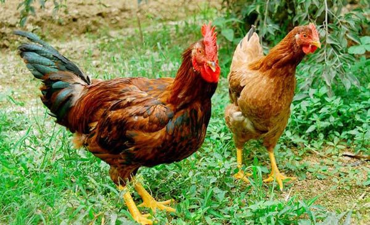 Màu da của gà có thể ảnh hưởng đến năng suất trong chăn nuôi