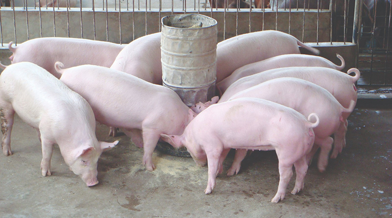 Cách cho Heo ăn hiệu quả