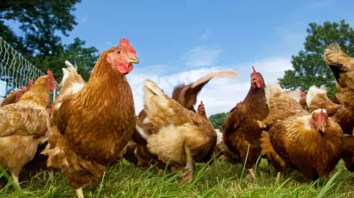 Cách nuôi gà thịt hiệu quả