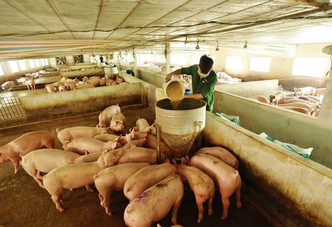 Chế độ kết hợp thực phẩm cho Heo