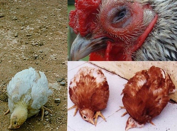 Nguyên nhân gà bị bệnh ủ rũ