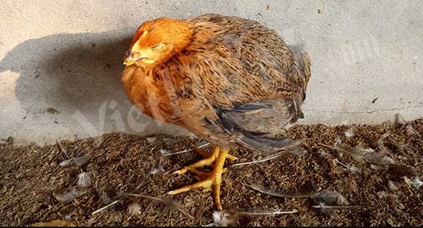 bệnh ort trên gà